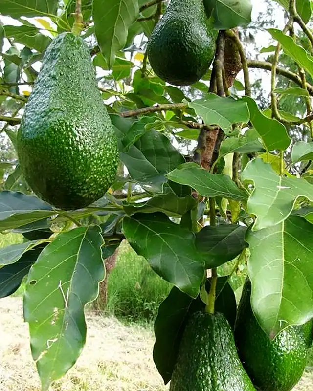 Abacates avocado verdes pendurados no pé
