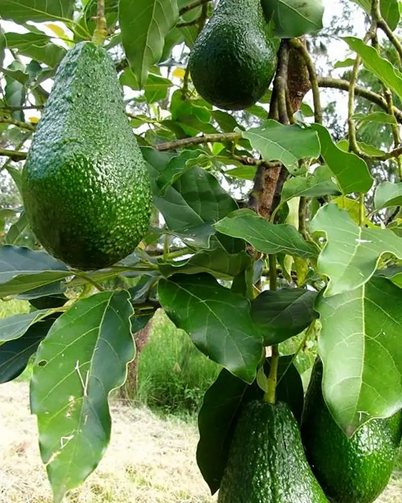 Abacates avocado verdes pendurados no pé