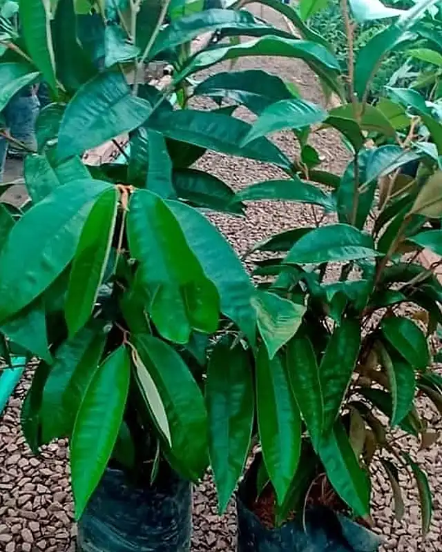Mudas de abiu roxo com folhas verde-escuras no viveiro