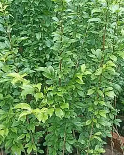 Mudas de ameixa com folhagem verde e cheia no viveiro