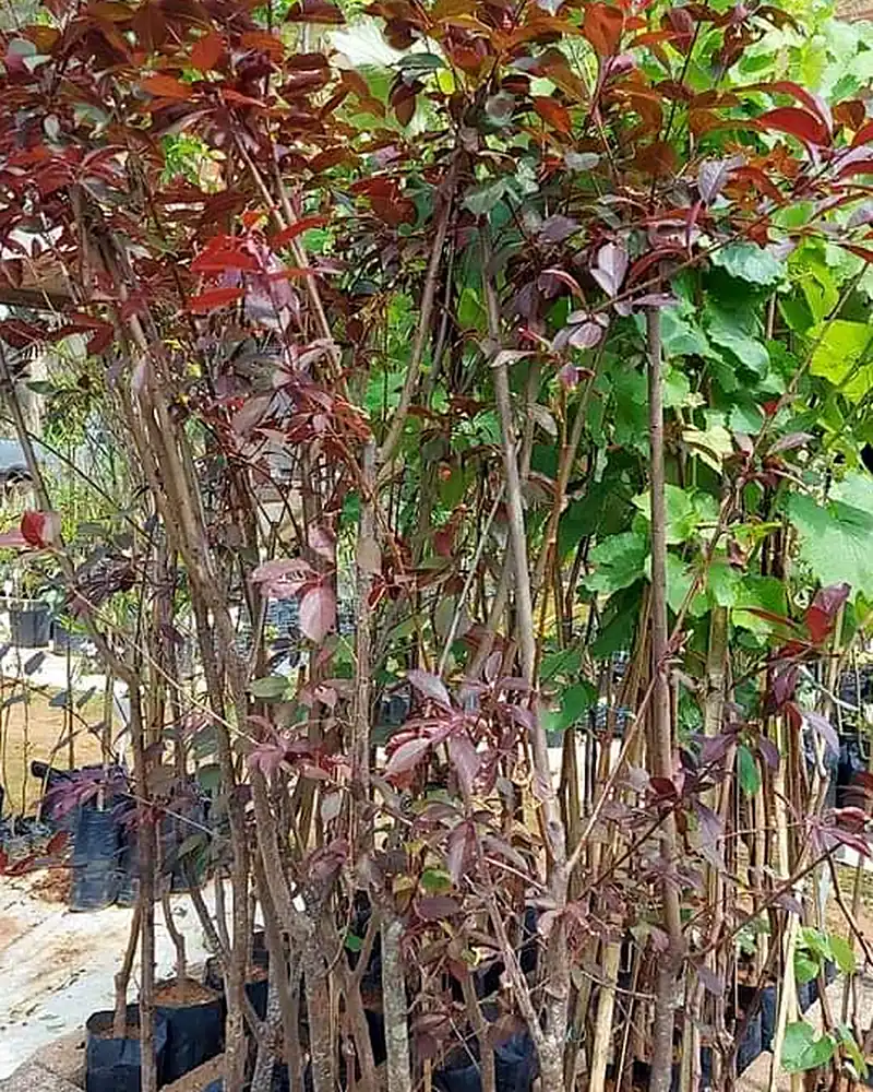 Mudas de ameixa roxa com folhagem avermelhada no viveiro
