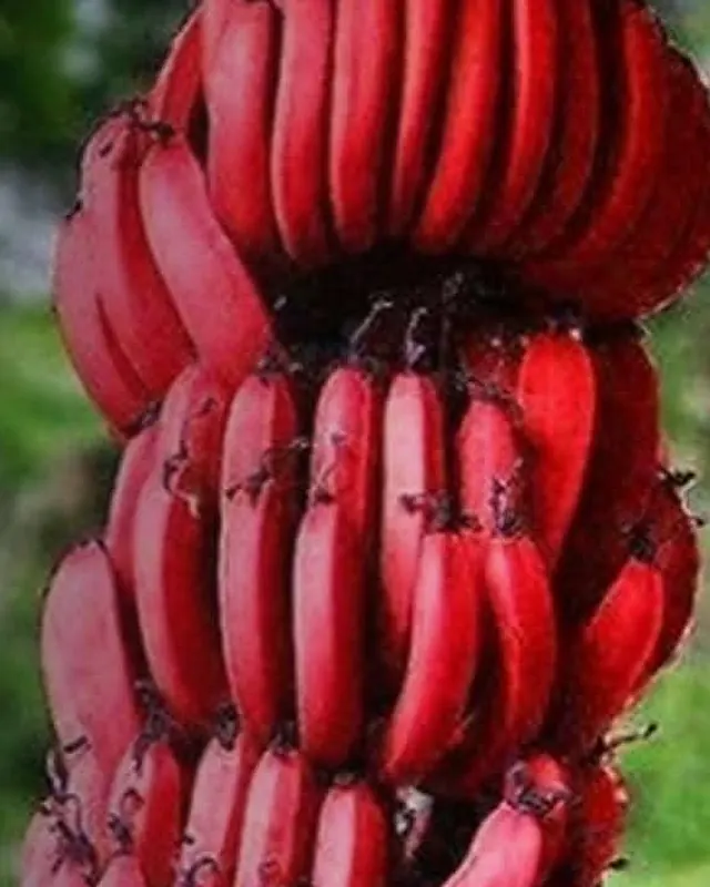 Cacho de bananas vermelhas no pé