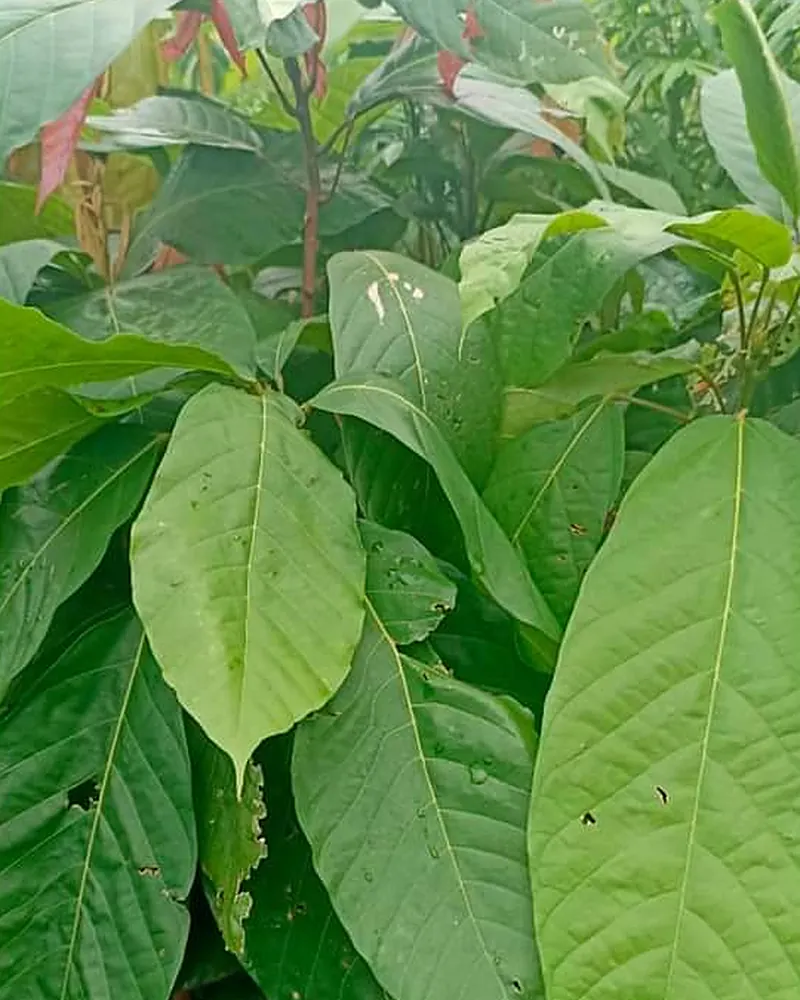 Mudas de cacau vermelho com folhas grandes e brotos avermelhados