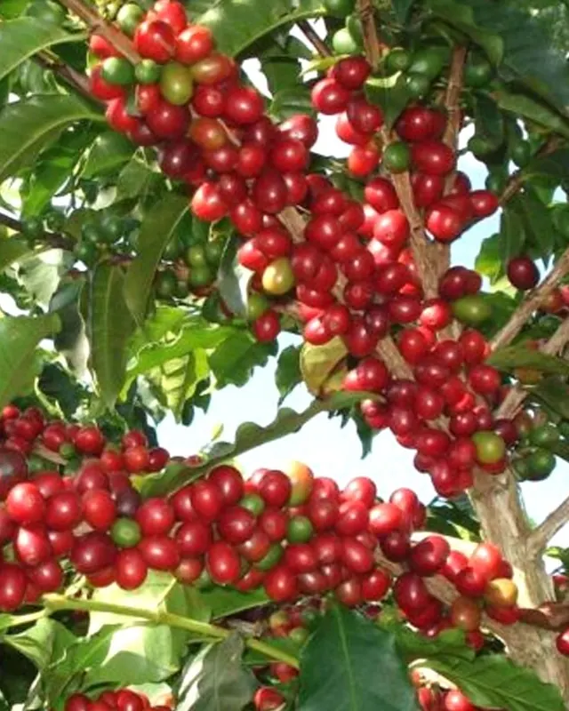 Galhos de café arábica carregados de frutinhos vermelhos e verdes