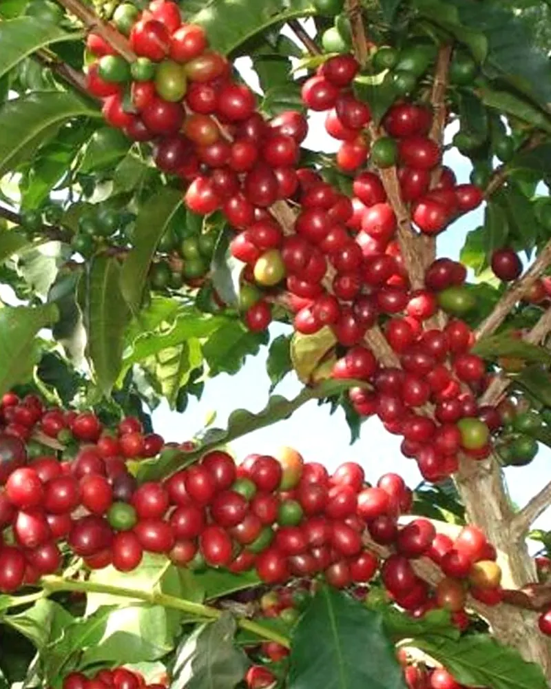 Galhos de café arábica carregados de frutinhos vermelhos e verdes