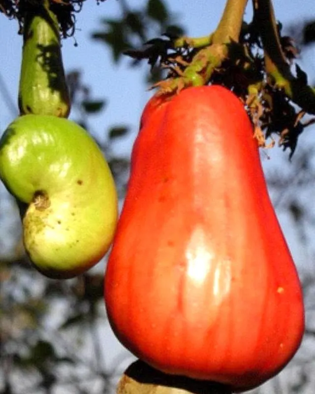 Cajus vermelho e verde pendurados no galho, com a castanha
