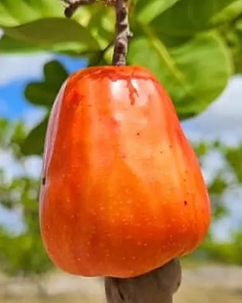 Caju vermelho maduro pendurado no galho