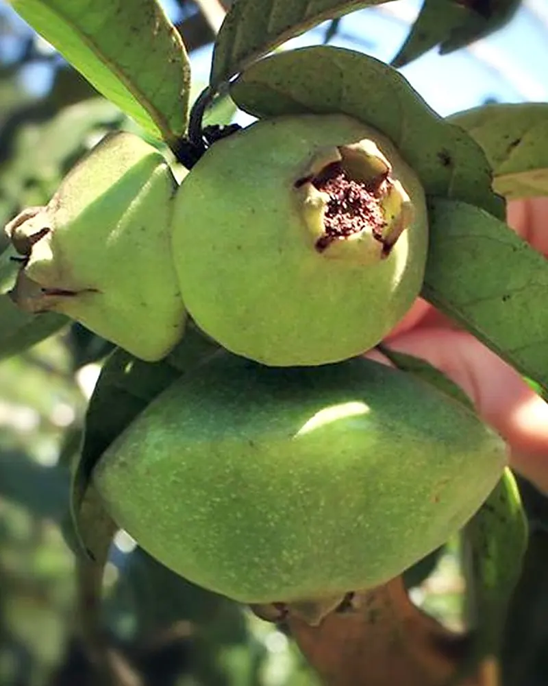 Frutos verdes de cambuci no galho