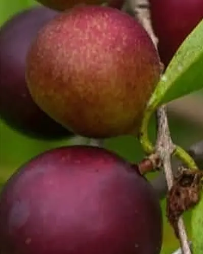Frutos de camu-camu arroxeados no galho