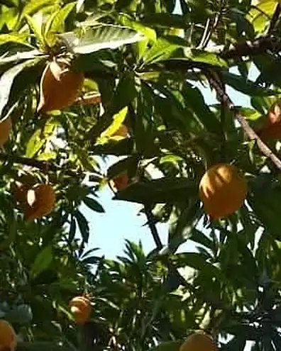 Pé de canistel com frutos amarelos entre as folhas