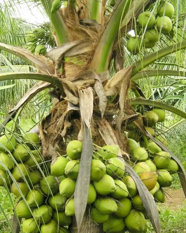 Coqueiro anão carregado de cocos verdes
