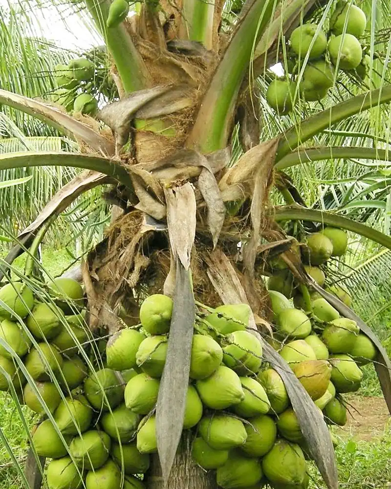 Coqueiro anão carregado de cocos verdes