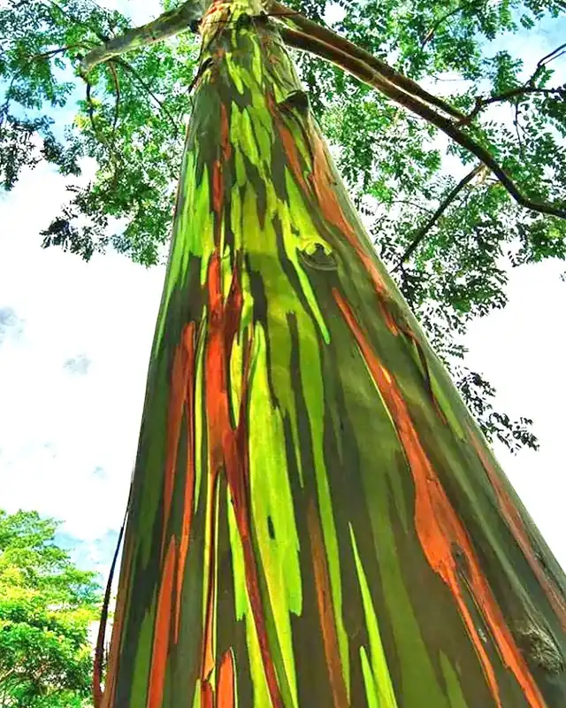 Tronco colorido do eucalipto arco-íris visto de baixo, com a copa ao fundo