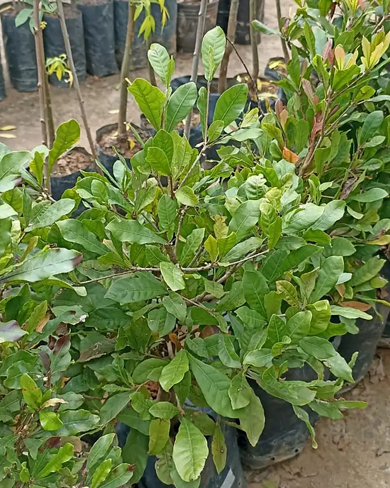 Mudas de fruta do milagre em saquinhos no viveiro