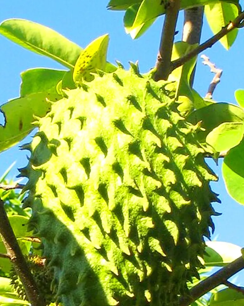 Graviola verde com espinhos macios presa ao galho
