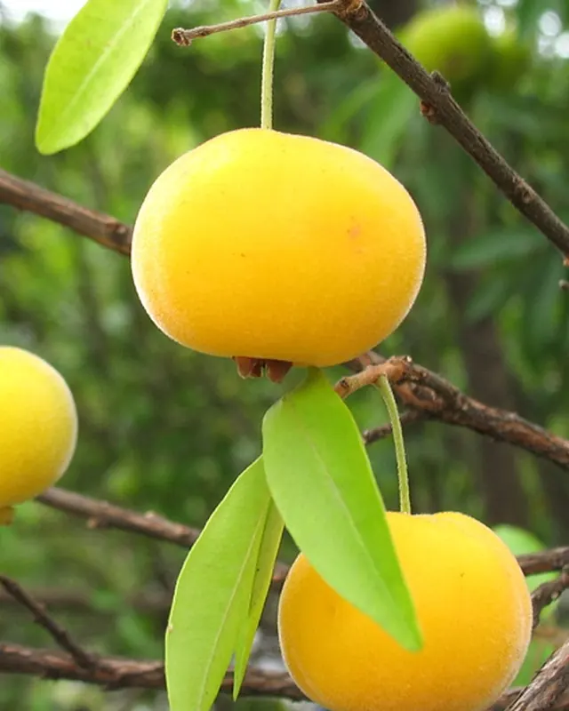 Grumixamas amarelas penduradas no galho