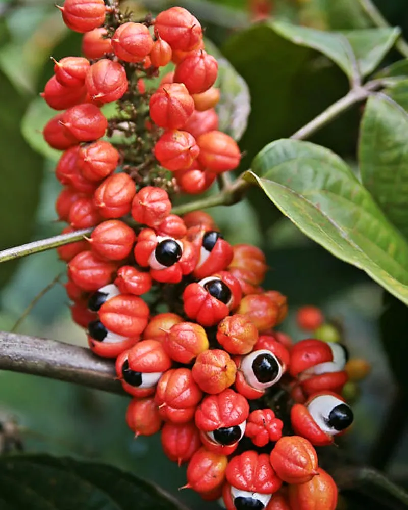 Cacho de frutos de guaraná vermelhos, abertos mostrando as sementes pretas