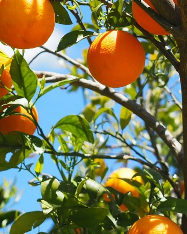 Laranjas maduras nos galhos, com o céu azul ao fundo