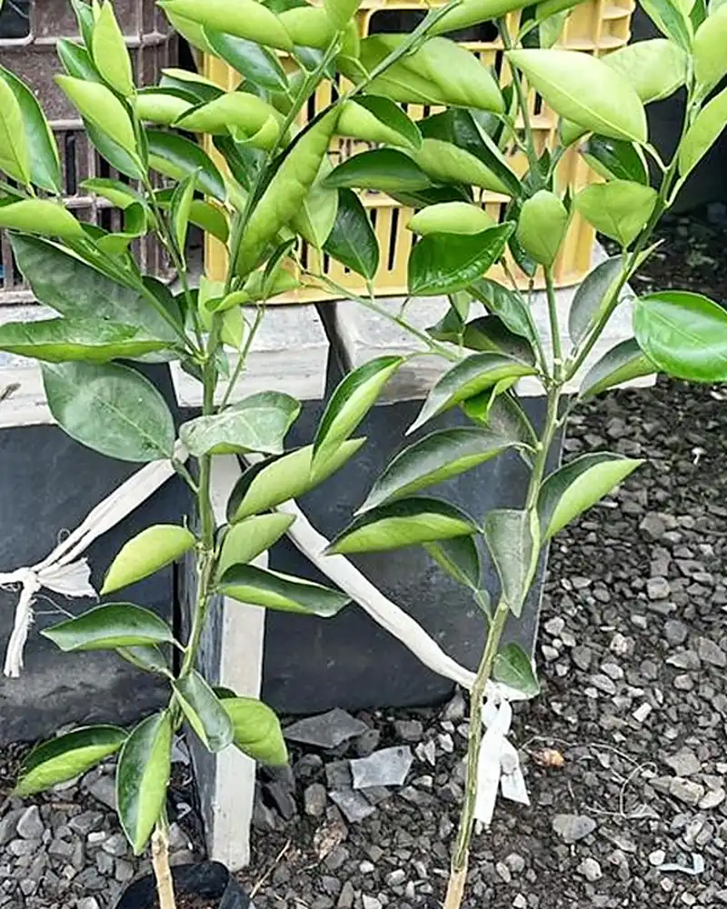 Mudas enxertadas de laranja folha murcha no viveiro