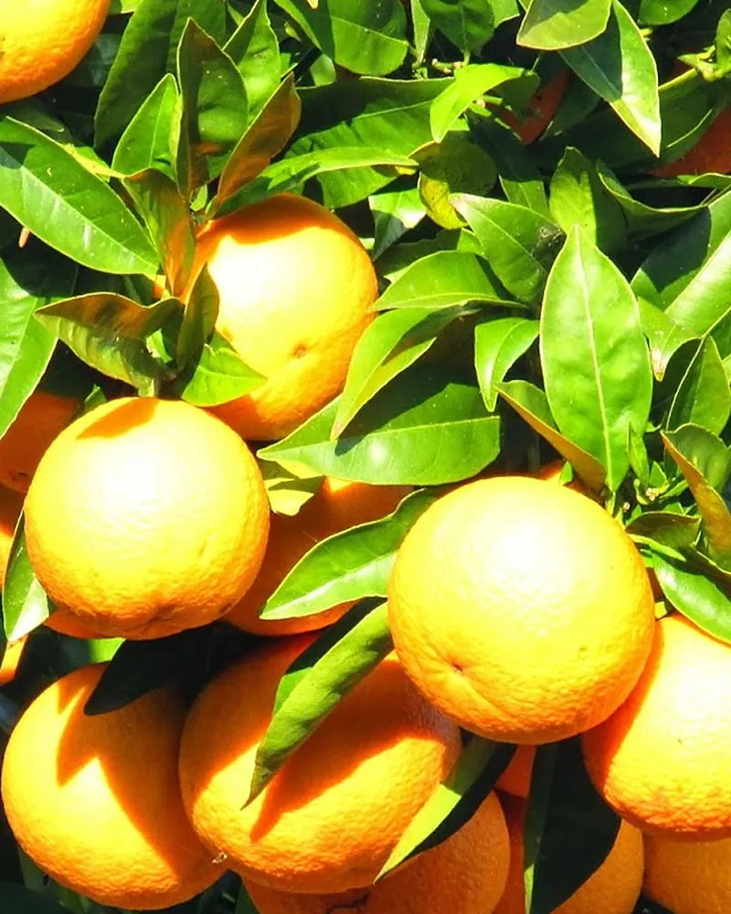 Laranjas maduras penduradas entre as folhas