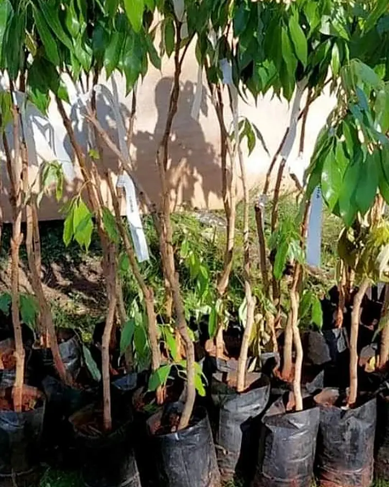 Mudas de lichia branca em saquinhos, enfileiradas no viveiro