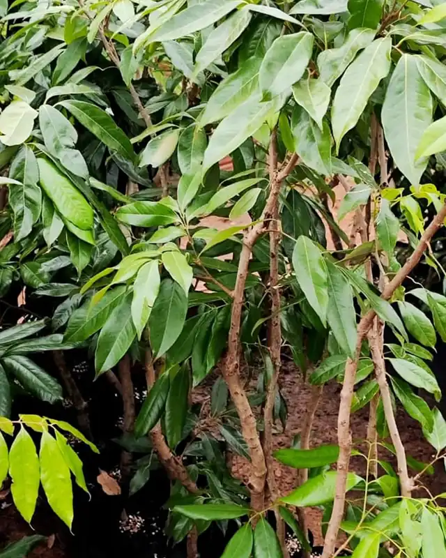 Mudas de lichia nobre com folhagem cheia no viveiro