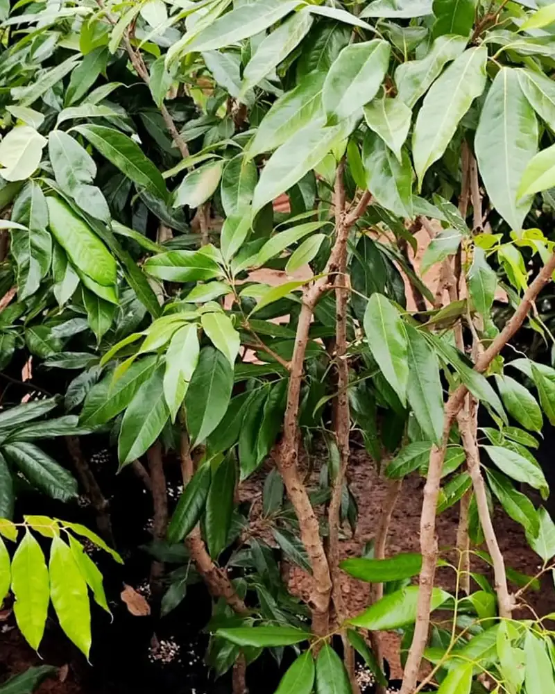 Mudas de lichia nobre com folhagem cheia no viveiro