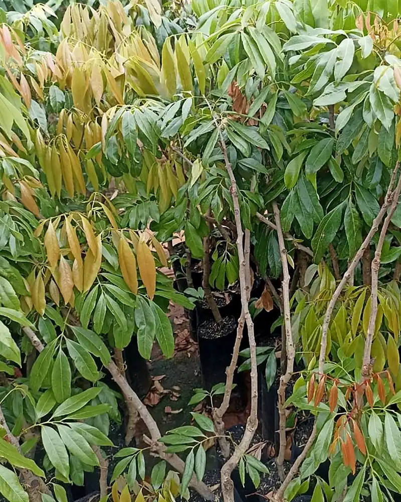 Mudas de lichia sem semente com folhas novas avermelhadas no viveiro