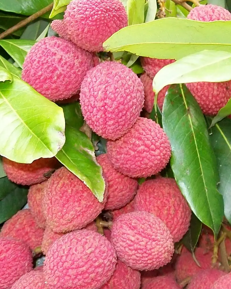 Cacho de lichias vermelhas maduras entre folhas verdes