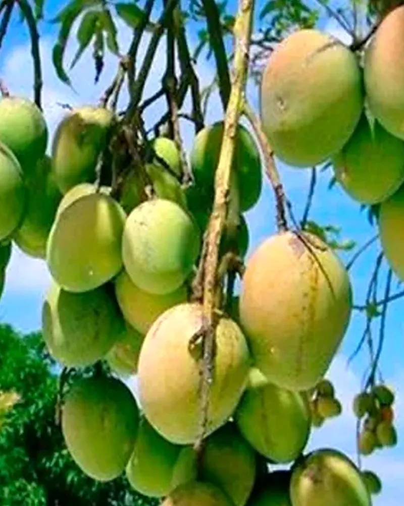 Mangueira carregada de mangas
