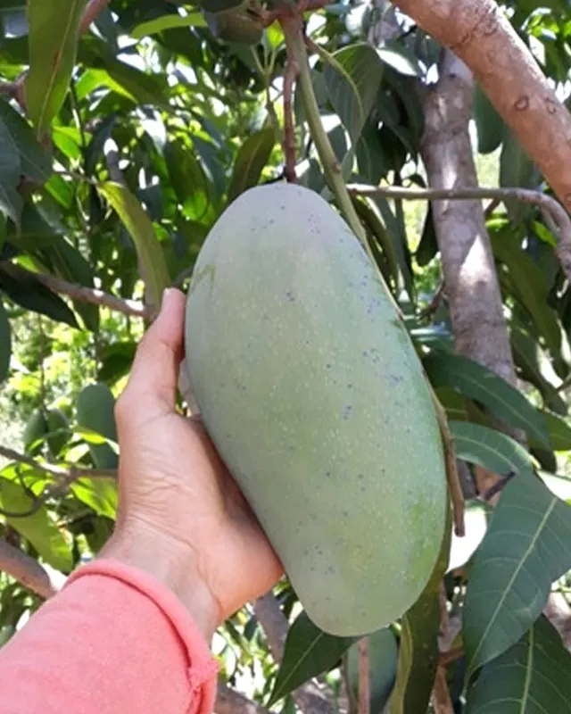 Mão segurando uma manga tinfan gigante ainda no pé