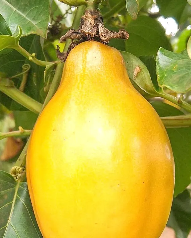 Maracujá doce amarelo pendurado na planta
