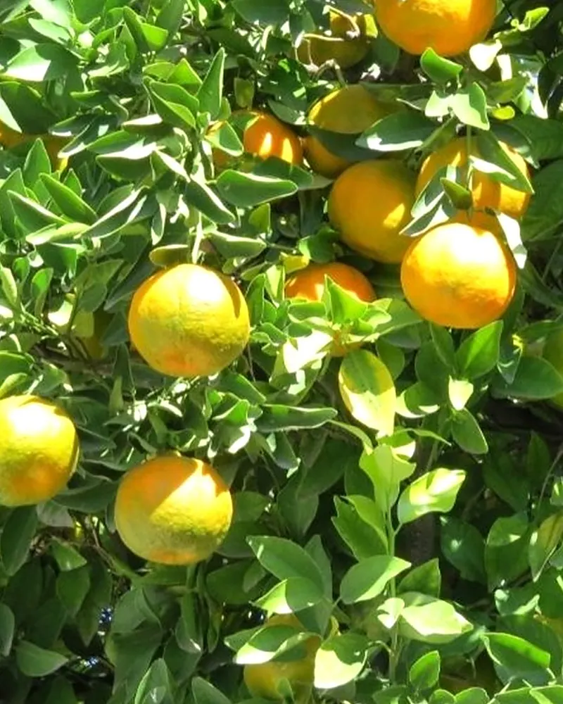 Pé de mexerica carregado de frutos amarelo-alaranjados