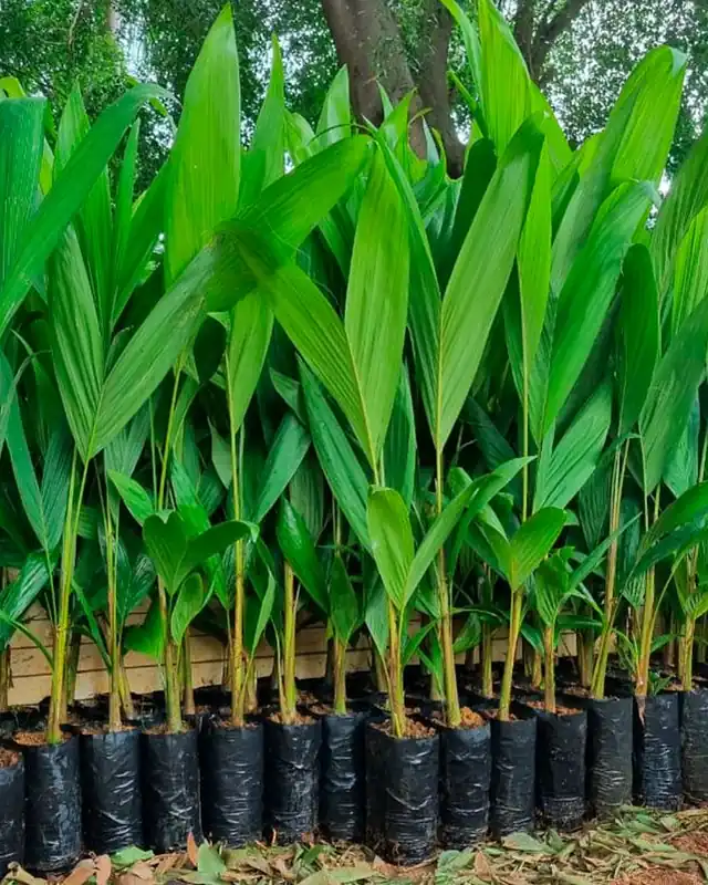 Mudas de mini coco anão enfileiradas em saquinhos no viveiro