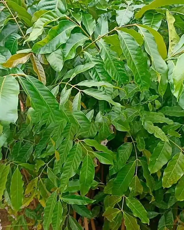 Mudas de pinha asteca com folhagem verde no viveiro