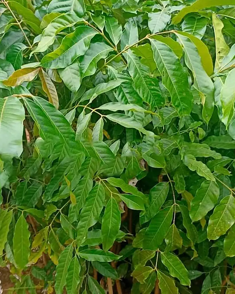 Mudas de pinha asteca com folhagem verde no viveiro