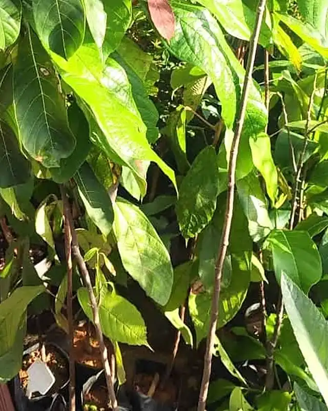 Mudas de rambutan com folhas largas no viveiro