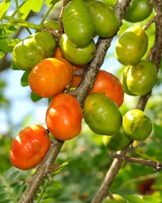 Galho com seriguelas verdes e vermelho-alaranjadas
