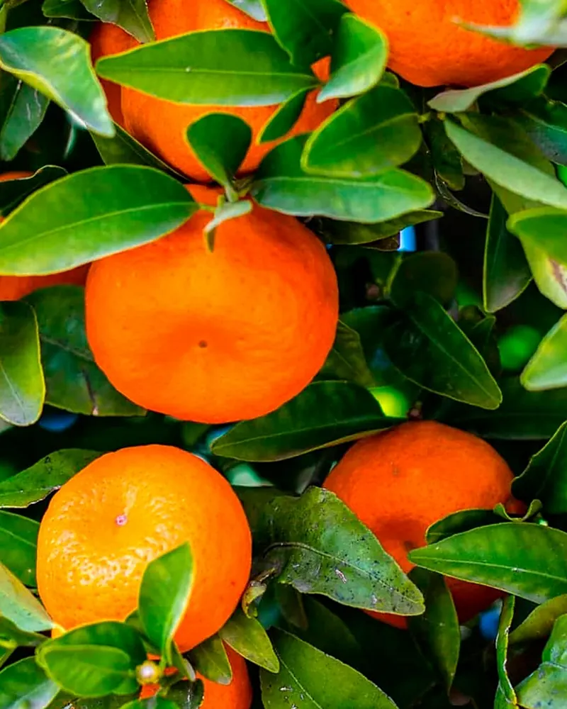 Tangerinas alaranjadas no pé, entre folhas verdes